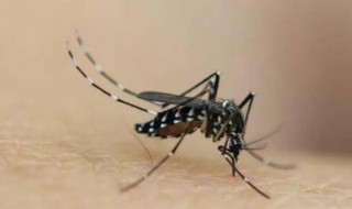 蚊子怎么发现人在哪 夜里蚊子是怎么找到人的