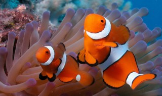 海里常见的鱼 海里常见的鱼有哪些