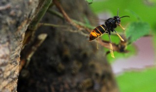 蜜蜂如何辨认回家的路 蜜蜂如何辨认回家的路实验