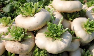 芜菁是什么蔬菜 芜菁是什么蔬菜图片