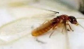 家里小飞虫从哪里来的（家里小飞虫从哪里来的呀）