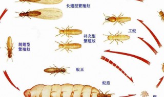 白蚁一般什么月份出来（白蚁一般什么月份出来活）
