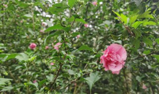 重瓣木槿花的养殖方法（重瓣木槿花的养殖方法视频）