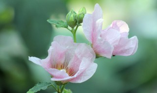 芙蓉花叶插方法（芙蓉花叶片扦插方法）