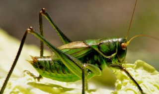 夏天常见的昆虫有哪些（夏天常见的昆虫有哪些图片名字介绍）