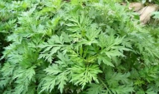 艾草熏蚊子的正确方法 艾草如何熏蚊子