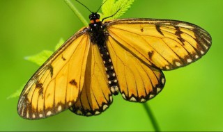 春天常见的昆虫5种（春天常见的昆虫5种名称）