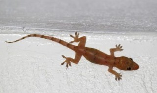 壁虎为什么会叫（壁虎为什么会叫尖）