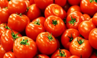 怎样挑选西红柿 怎样挑选西红柿好吃