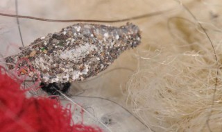 怎么消灭衣蛾 怎么消灭衣蛾翅虫