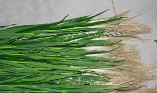 芦苇叶怎么保存 芦苇叶怎么保存新鲜