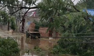 八级大风什么程度（八级大风有多大?）