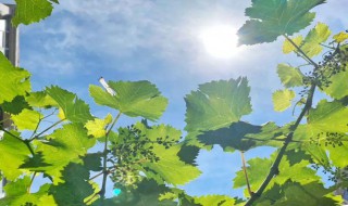 进入夏天的标准是什么 夏天 标准