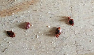 家里有臭虫怎么根除（家里臭虫怎么彻底清除）