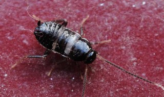 小黑虫是什么虫 卫生间小黑虫是什么虫