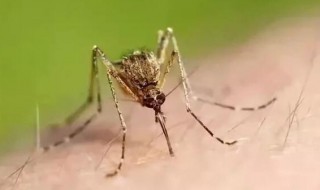 把蚊子关房间几天会死（蚊子在房间里几天会死）