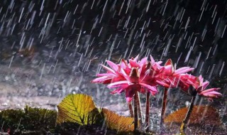 几月份是梅雨季节 几月份是梅雨季节的节气
