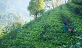 易武茶特点 普洱易武茶特点