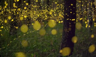 萤火虫除了照明还能干什么（萤火虫除了照明还能干什么事情?）