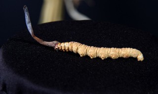 怎样辨别虫草的真假与质量 怎么分辨虫草真假