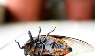 知了的寓意是什么 知了寓意是什么意思