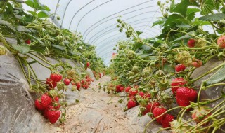 草莓的生长习性（草莓的生长环境和生长特征）