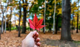 秋天的动物有哪些（秋天的动物有哪些变化）
