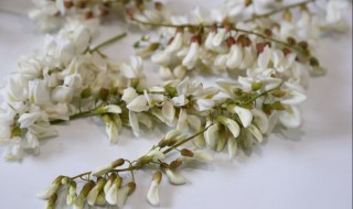 槐花怎样长期保鲜（槐花怎样长期保鲜存放）