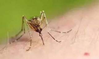 蚊香液是把蚊子熏死了还是熏跑了（蚊香液会把蚊子熏死吗）