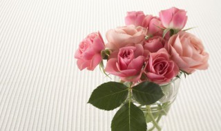 新鲜玫瑰花瓣如何利用（玫瑰花的花瓣怎样才能保持新鲜）