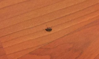 家里突然有蟑螂怎么回事（家里突然有蟑螂是怎么回事）