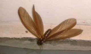 下雨天的虫子怎么消除（下雨的虫子怎么去除）