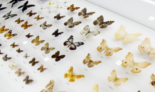 为什么蝴蝶会飞（为什么蝴蝶会飞呢）