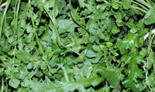 春季蔬菜有哪些（春季蔬菜有哪些画图和图片各字）