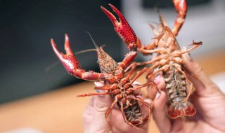 小龙虾怎么区分公母（小龙虾怎样区分公母）