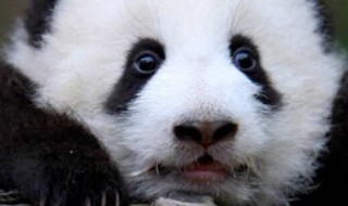 熊猫有几个品种（熊猫有几个品种图片加名字）