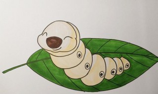 怎样辨别蚕的公母（怎样辨别蚕的公母图片）