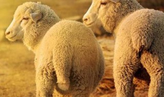 羊尾是什么 羊尾是什么生肖