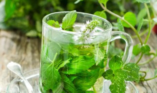 薄荷叶泡水用开水还是温水（薄荷叶泡水是温开水还是热开水）