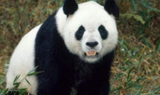 大熊猫的特点有哪些（大熊猫的特点有哪些吗）