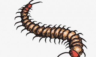 怎么驱赶蜈蚣 怎么驱赶蜈蚣和蜘蛛