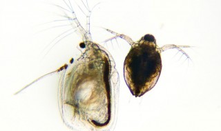 鱼虫对什么 鱼虫对什么山川对什么