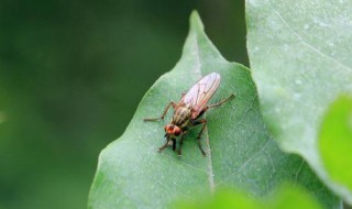 灯光下的小飞虫怎么消灭 灯光下的小飞虫怎么消灭用什么药