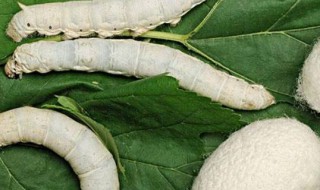 蚕宝宝破茧后怎么处理（蚕宝宝破茧后怎么处理干净）