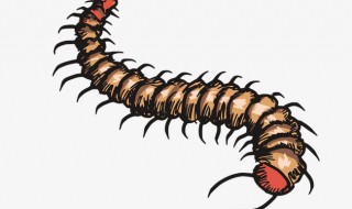 遇到蜈蚣怎么处理方法（蜈蚣抓到后怎么处理）