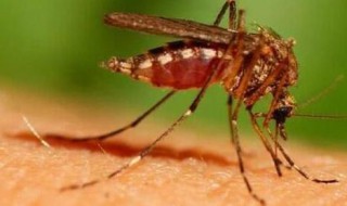 虫为什么喜欢灯光（虫为什么喜欢灯光呢）