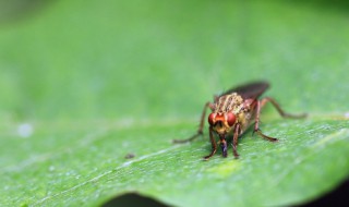 寝室小飞虫怎么处理 宿舍小飞虫怎么处理