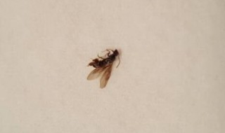 大水蚁怕蚊香吗 大水蚁怕蚊香吗为什么