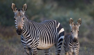 黑白皮毛的动物有哪些 黑白皮毛的动物有哪些简笔画