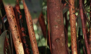 桂花的树皮是桂皮吗（桂花的树皮是桂皮吗）